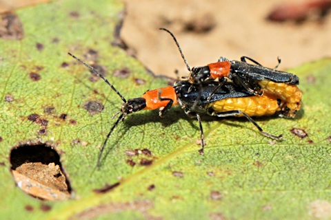 Tricolor Soldier Beetle (Chauliognathus tricolor)